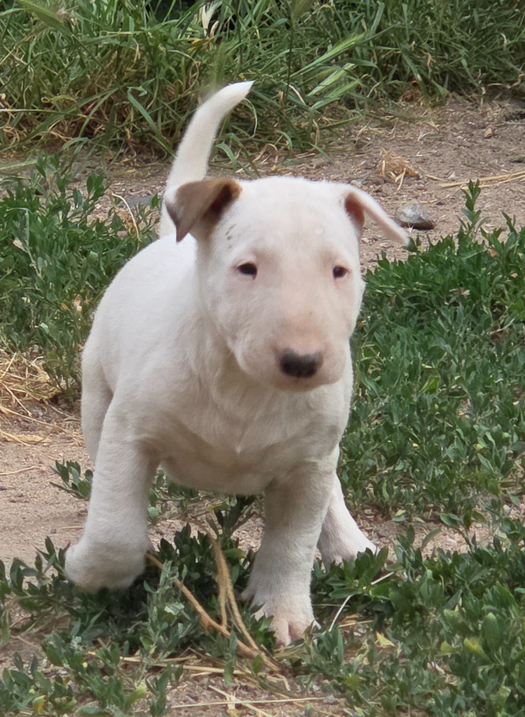 Bull Terrier - By The Wall