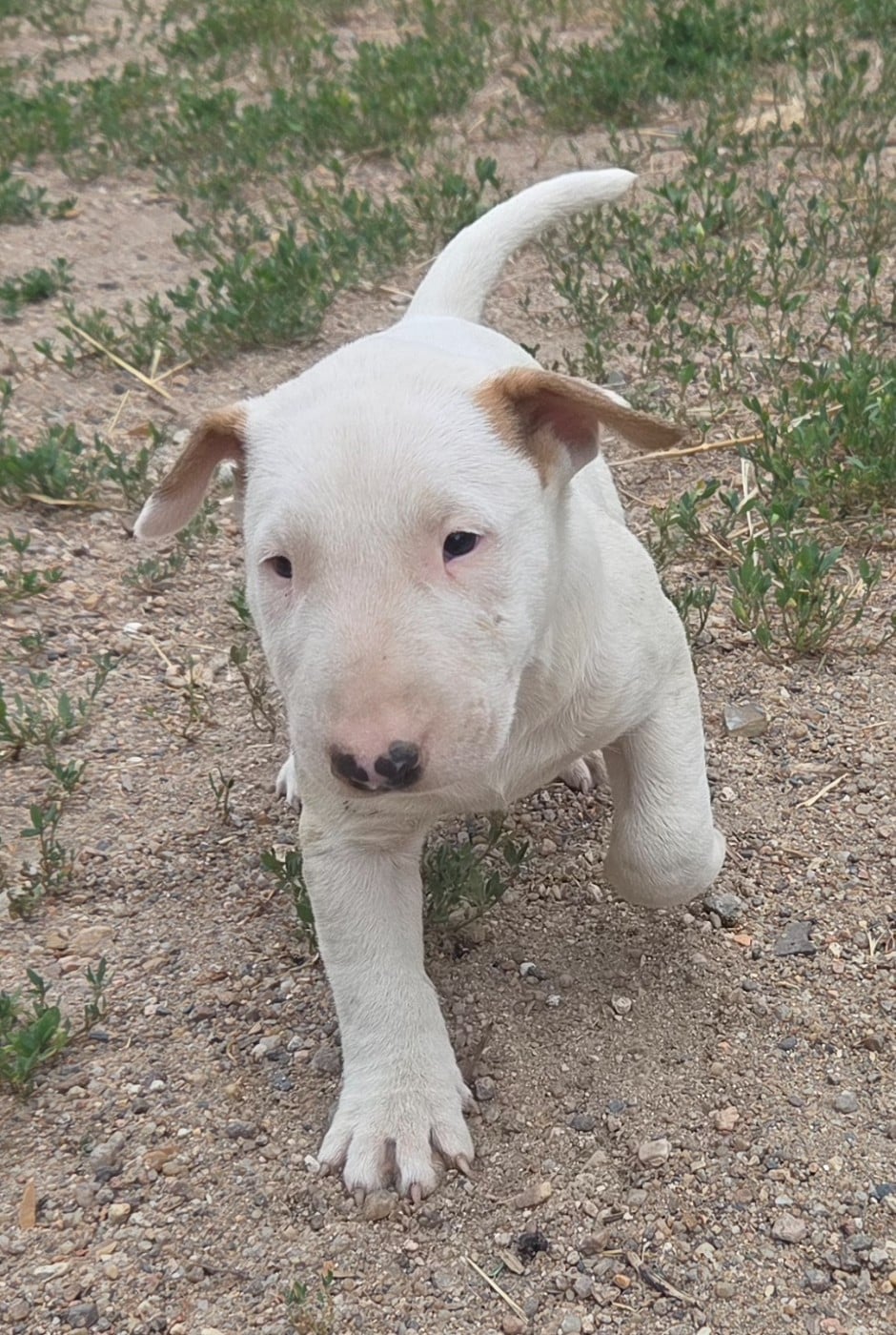 Bull Terrier - By The Wall