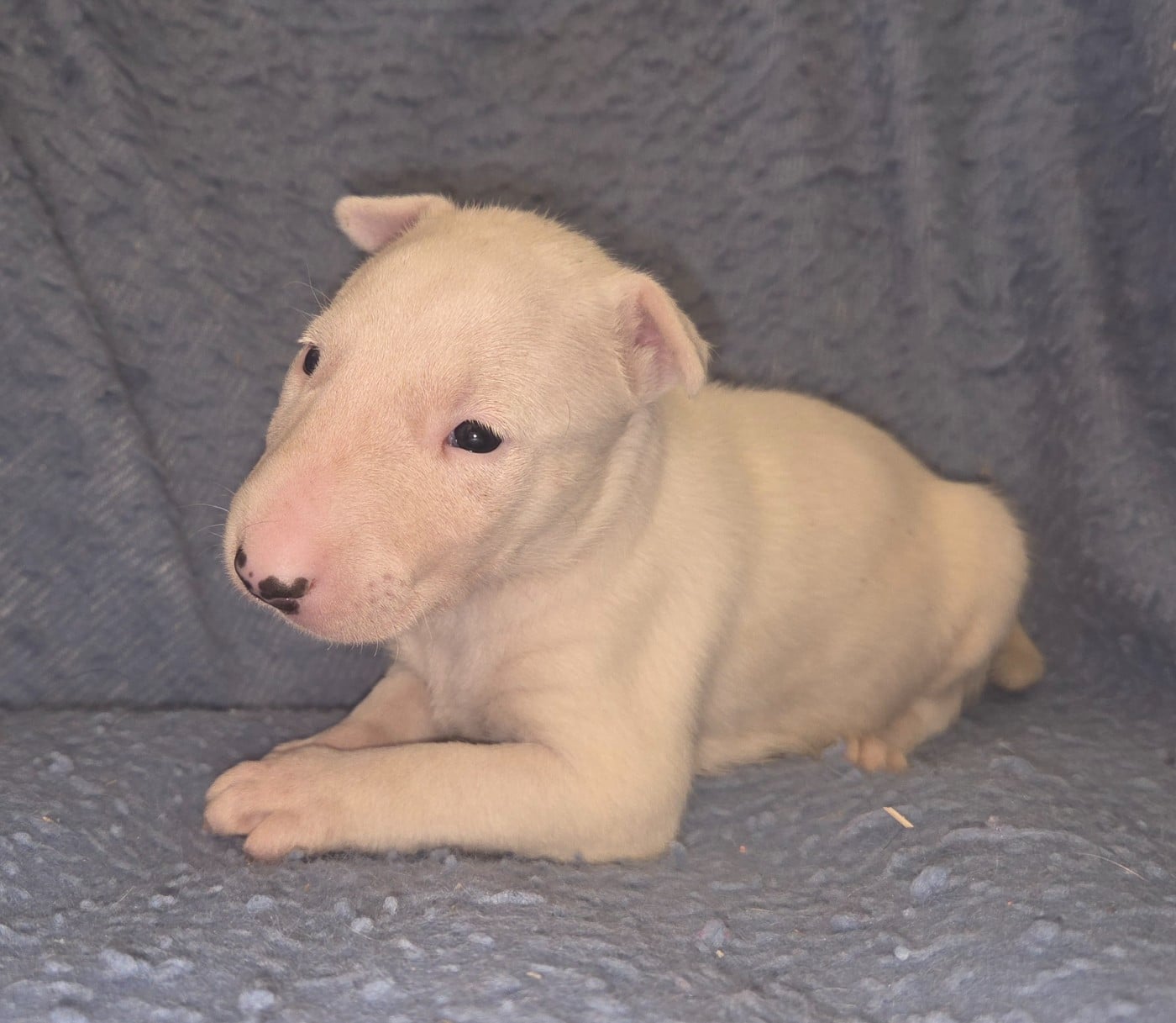 CHIOT 2