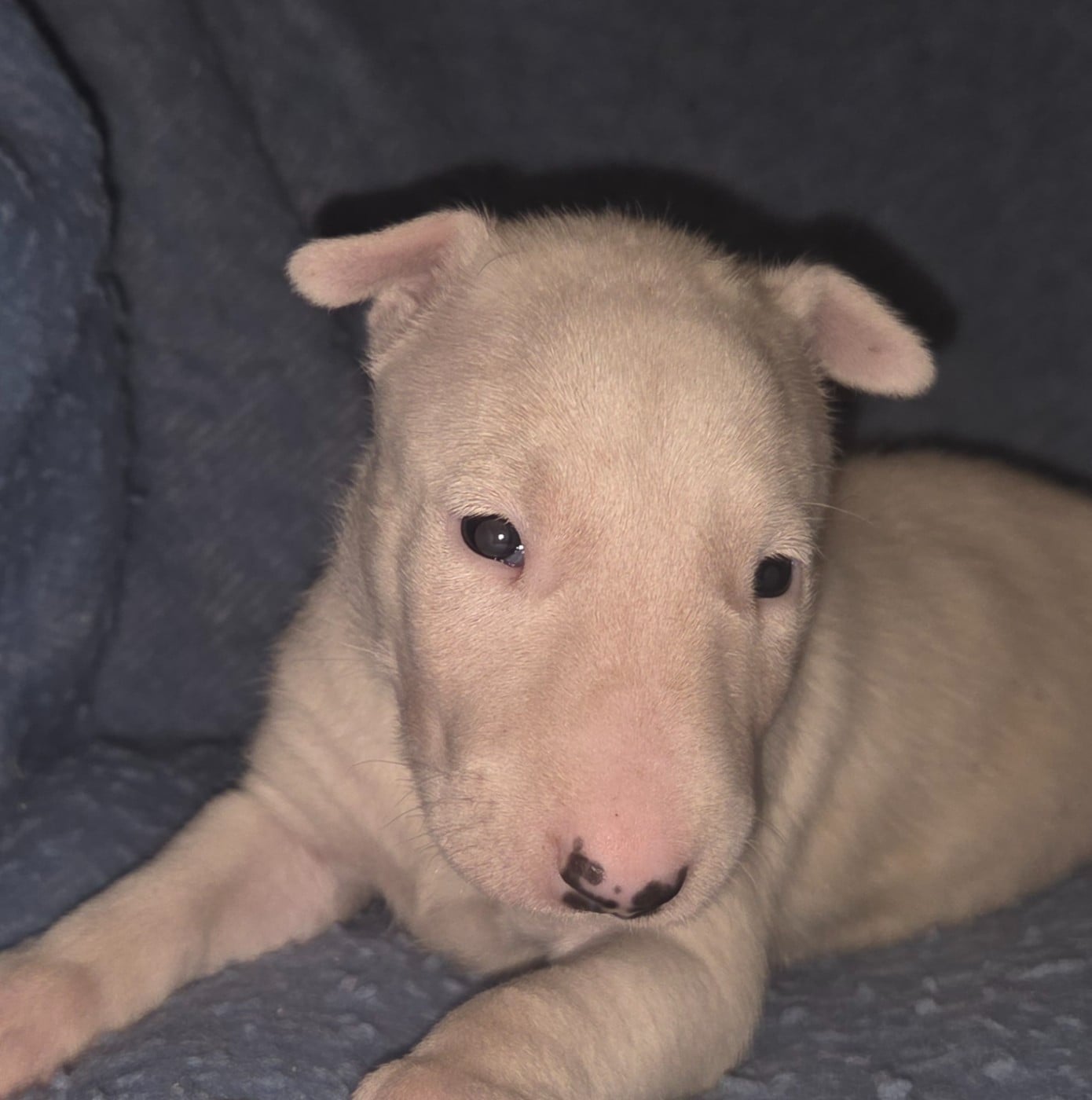 CHIOT 2
