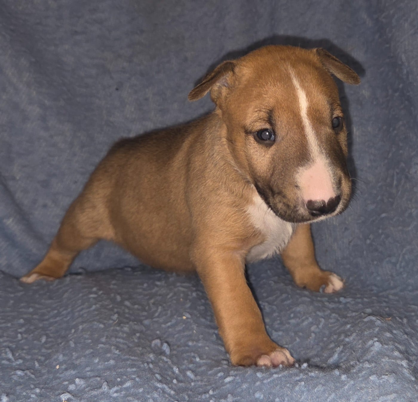 CHIOT 3