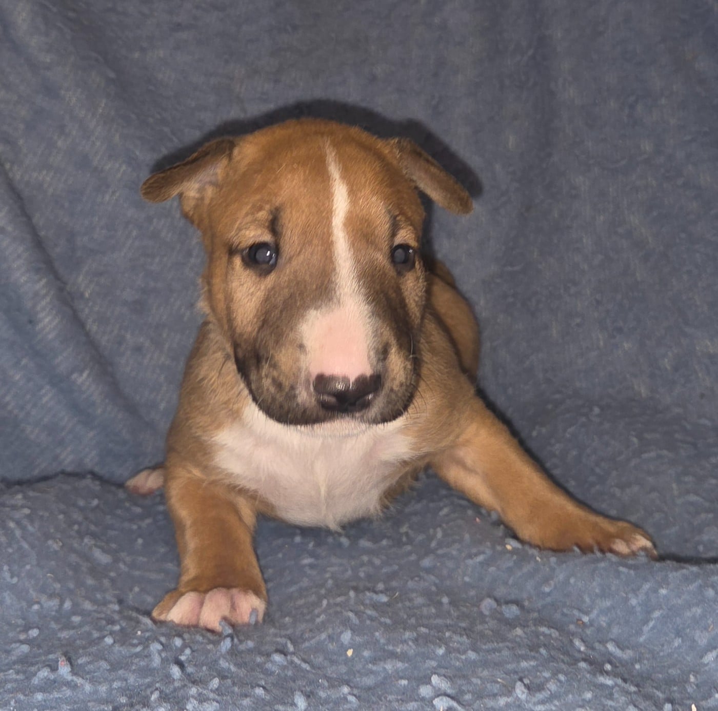 CHIOT 3