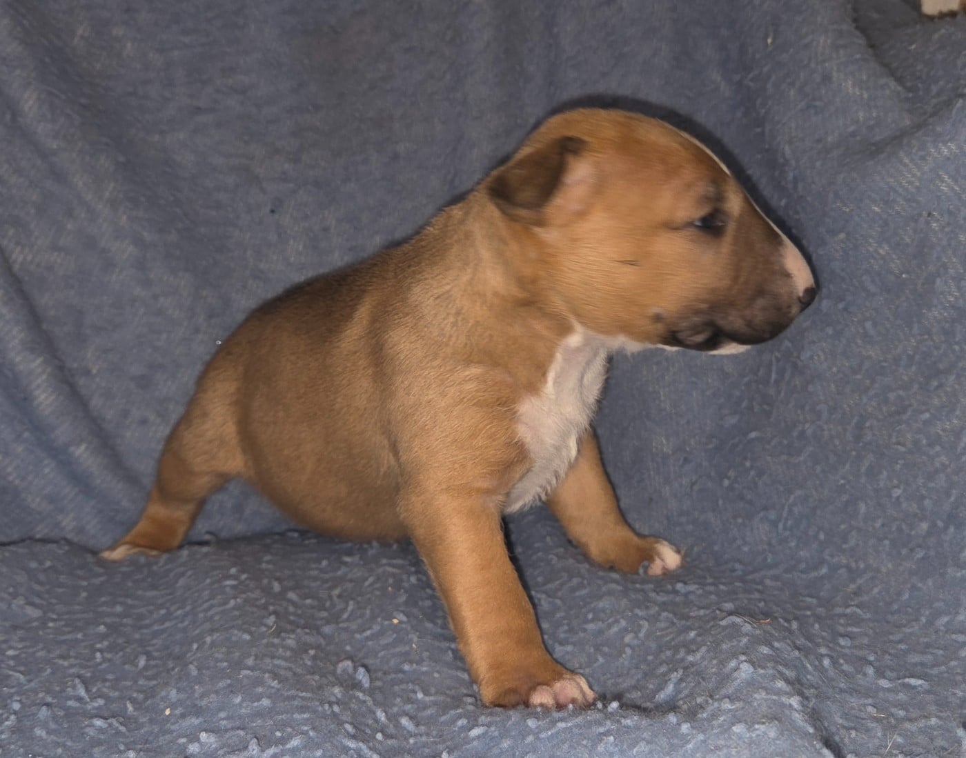 CHIOT 3