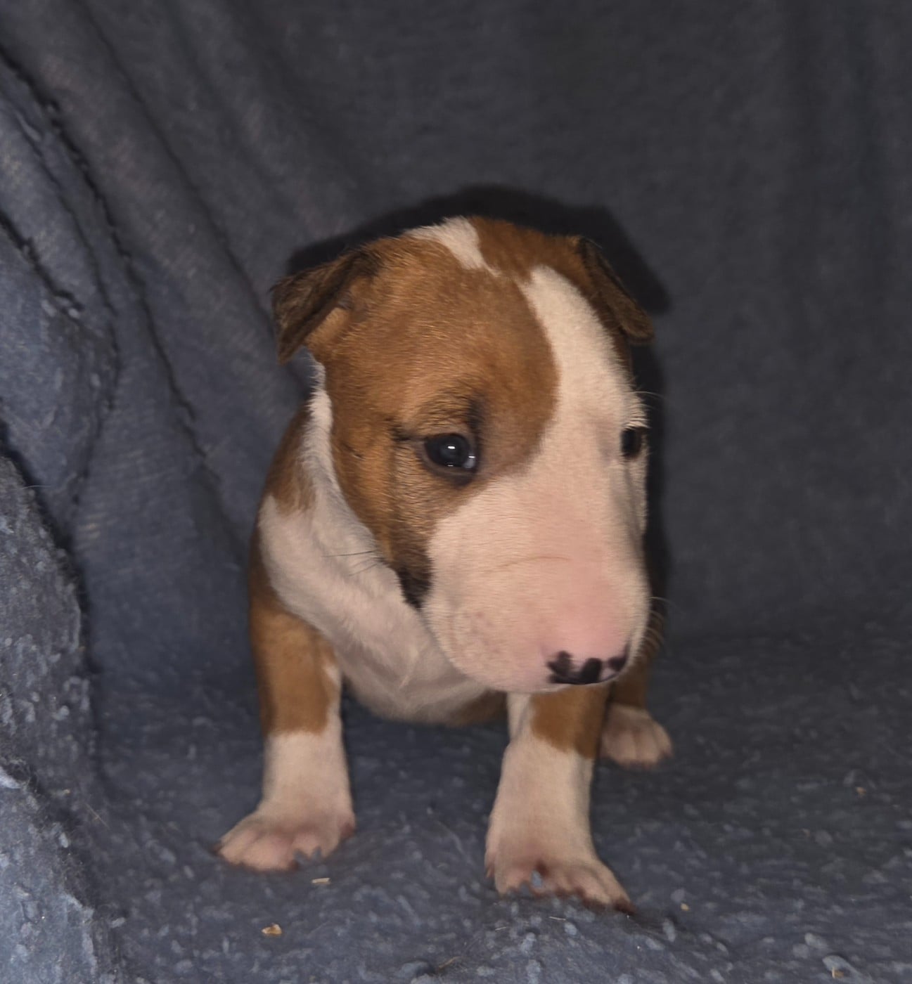CHIOT 5