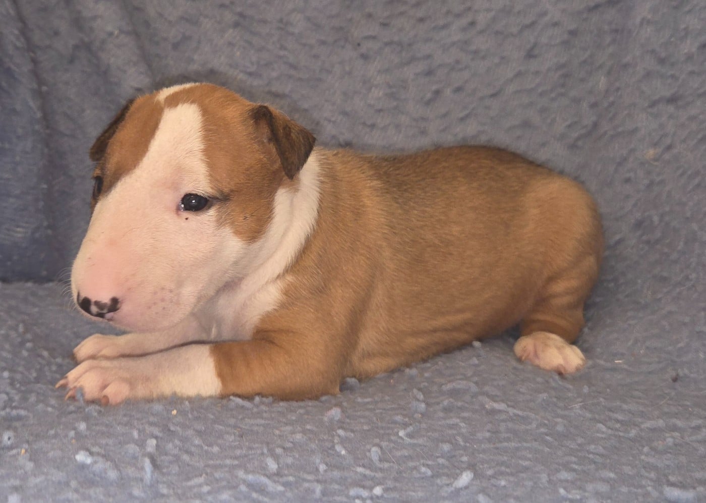 CHIOT 5