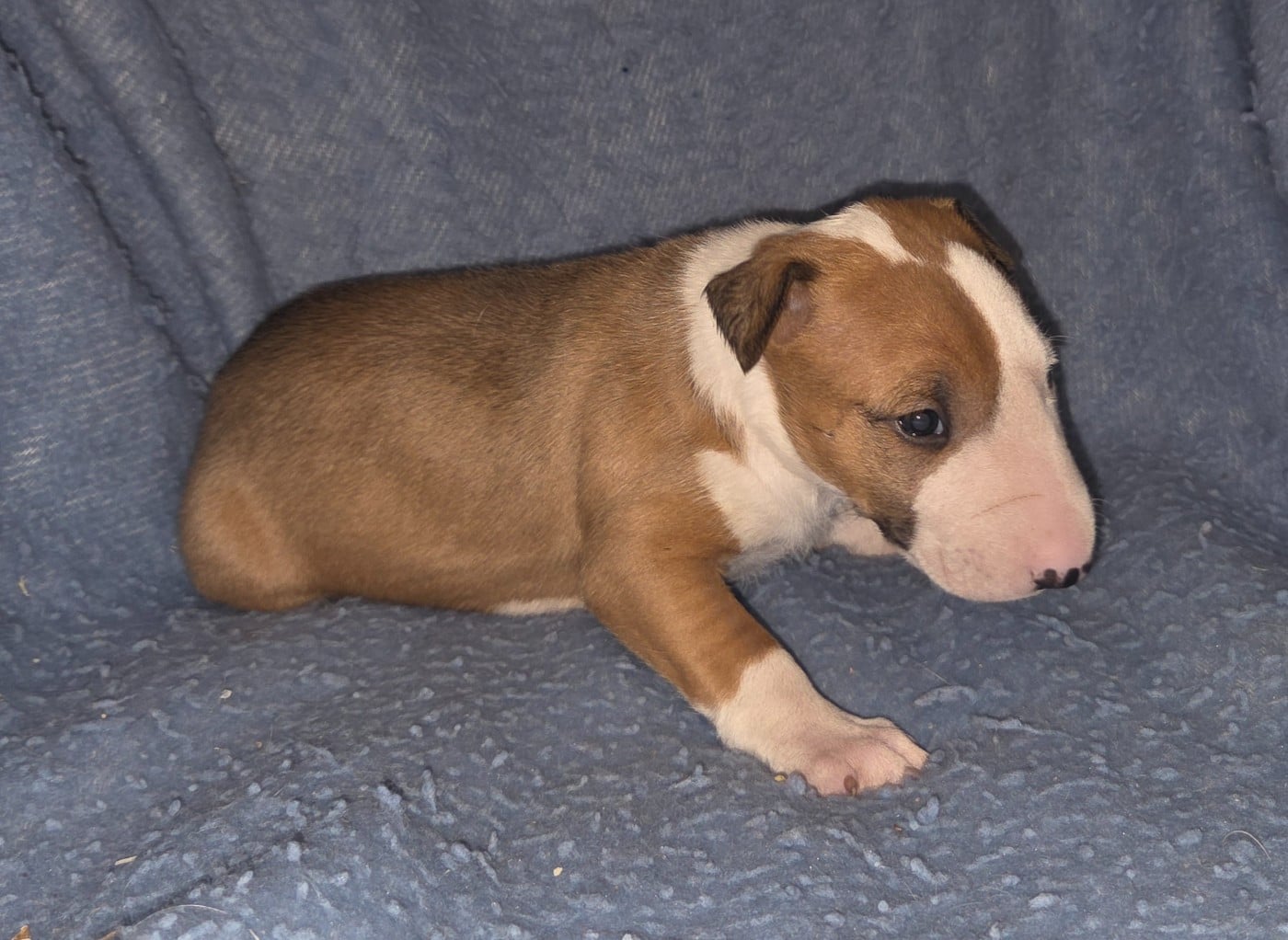 CHIOT 5