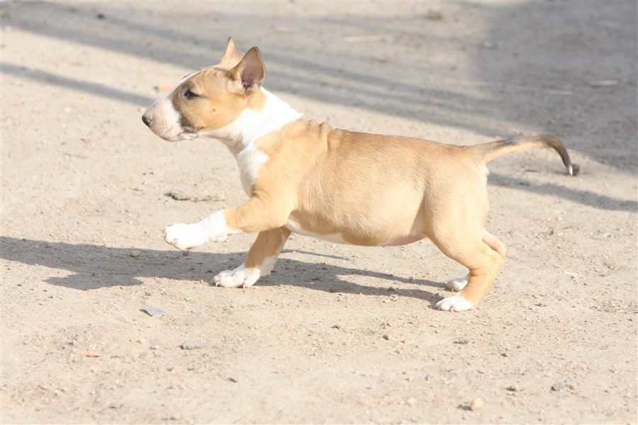 Chiot Bull Terrier, femelle disponible en Pays de la Loire