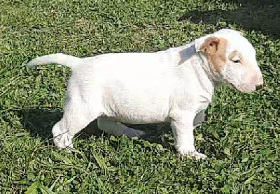 Les chiots de Bull Terrier