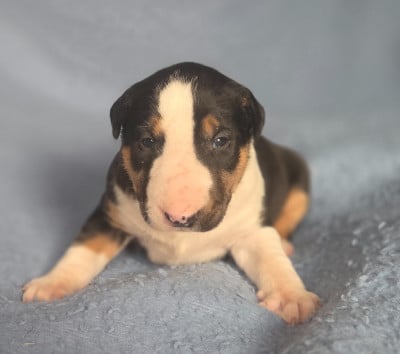 Les chiots de Bull Terrier