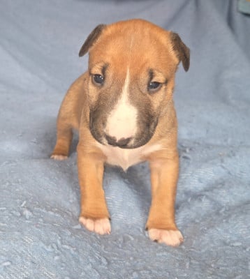 Les chiots de Bull Terrier