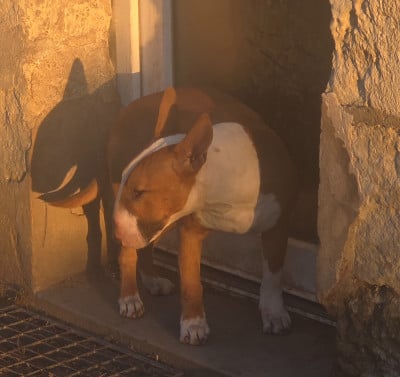 Les chiots de Bull Terrier