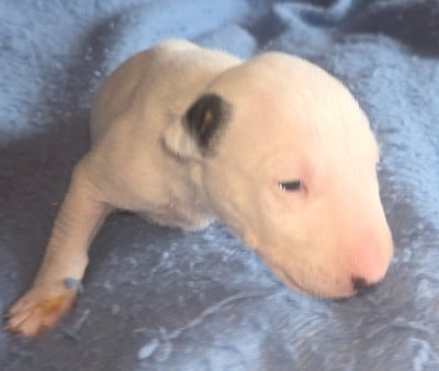 Les chiots de Bull Terrier