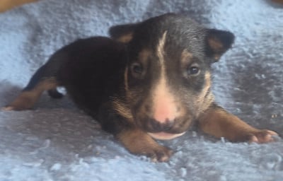 Les chiots de Bull Terrier