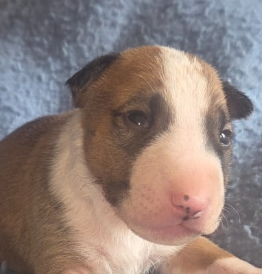 Les chiots de Bull Terrier