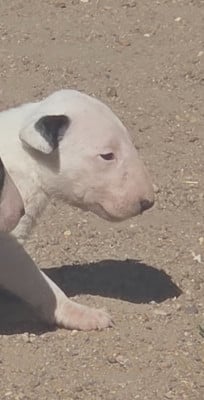 Les chiots de Bull Terrier