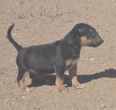 Les chiots de Bull Terrier