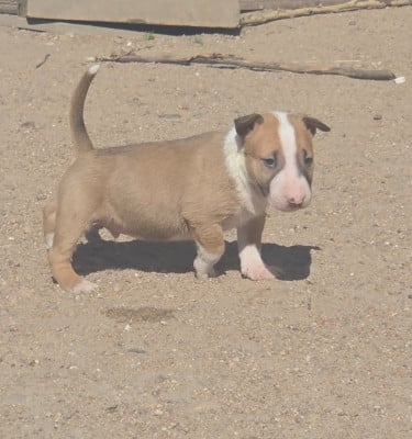 Les chiots de Bull Terrier