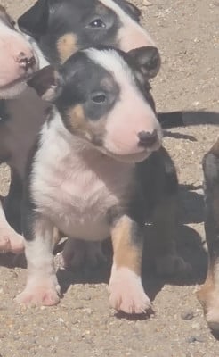Les chiots de Bull Terrier