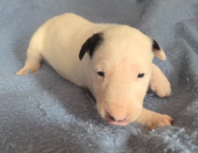 Les chiots de Bull Terrier