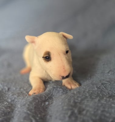 Les chiots de Bull Terrier