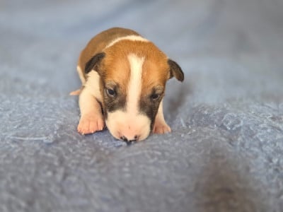 Les chiots de Bull Terrier