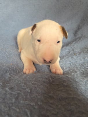 Les chiots de Bull Terrier