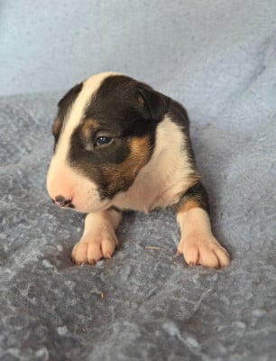 Les chiots de Bull Terrier