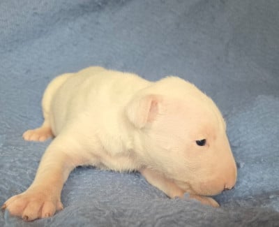 Les chiots de Bull Terrier