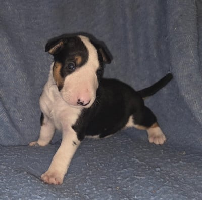 Les chiots de Bull Terrier
