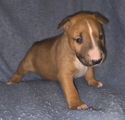 Les chiots de Bull Terrier