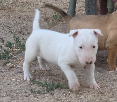 Les chiots de Bull Terrier
