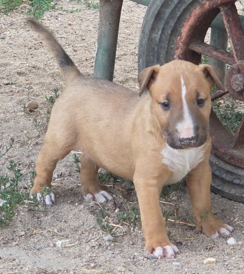 Les chiots de Bull Terrier