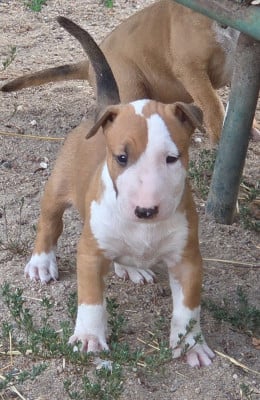 Les chiots de Bull Terrier