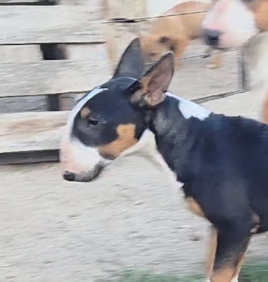Les chiots de Bull Terrier
