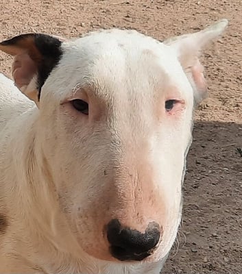 Les chiots de Bull Terrier