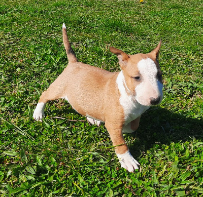 Les chiots de Bull Terrier