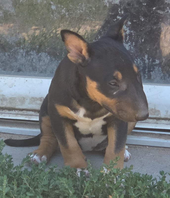 Bull Terrier - By The Wall