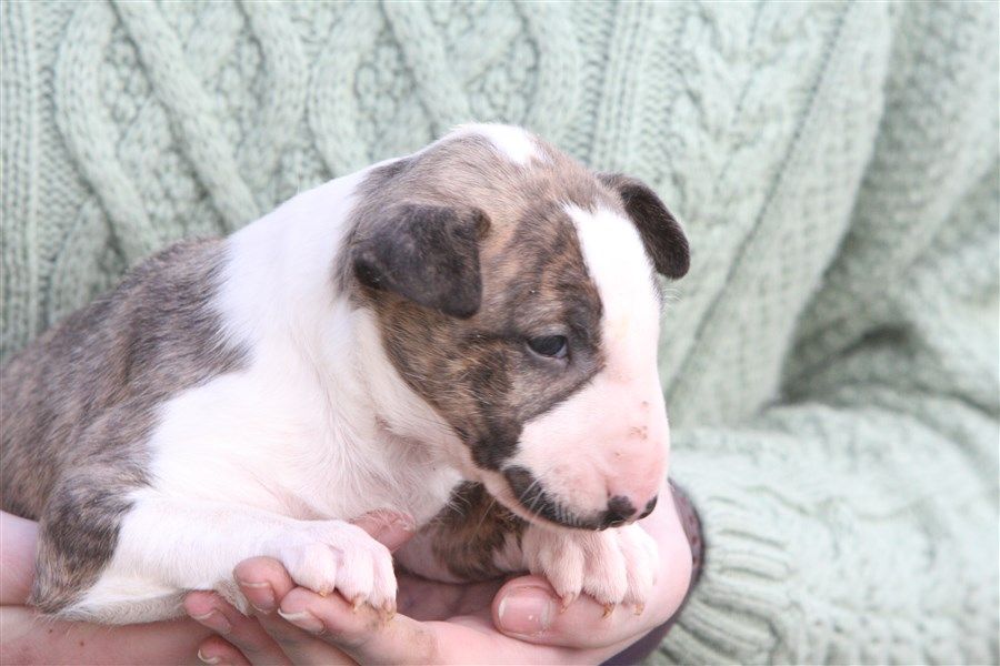 Chiot Bull Terrier, femelle disponible en Pays de la Loire