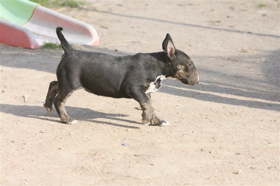 Chiot Bull Terrier, femelle disponible en Pays de la Loire