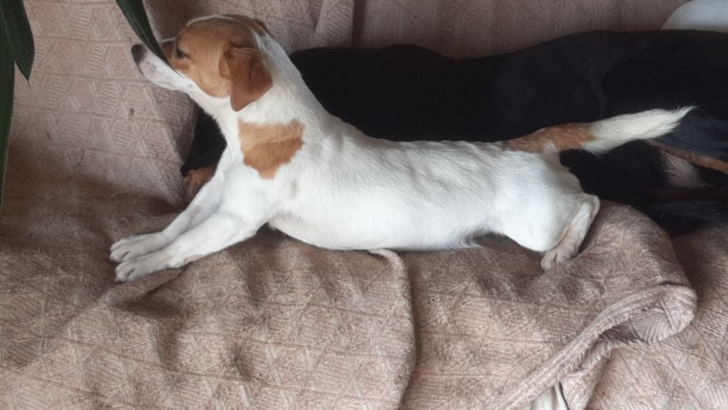 Voltige Du Domaine Des Pattes Dorées