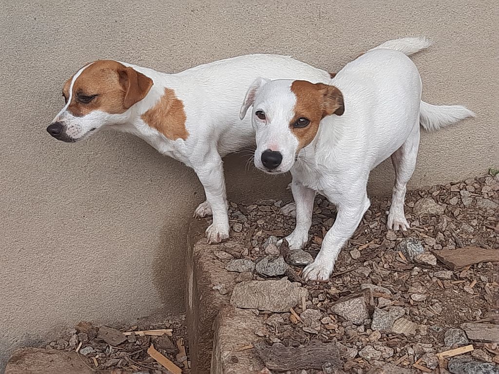 Voltige Du Domaine Des Pattes Dorées