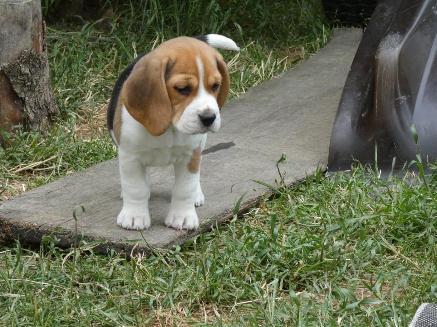 Chiot N°4