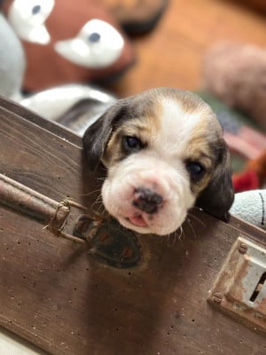 Les chiots de Beagle