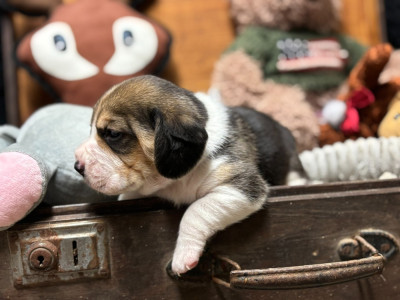 Les chiots de Beagle
