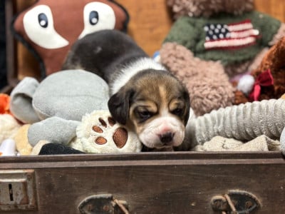 Les chiots de Beagle