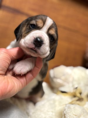 Les chiots de Beagle