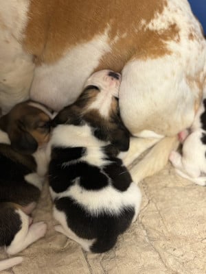 Les chiots de Beagle