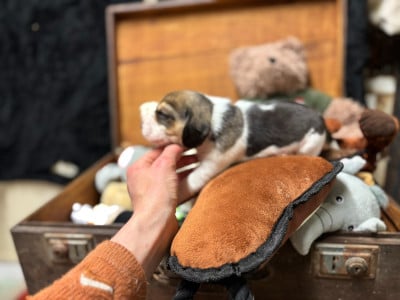 Les chiots de Beagle