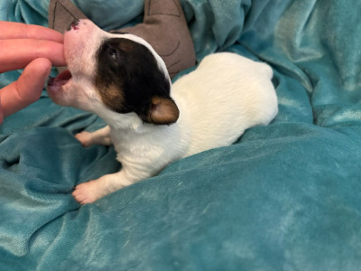 Les chiots de Jack Russell Terrier