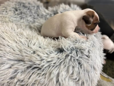 Les chiots de Jack Russell Terrier